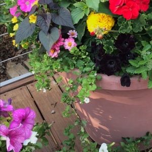 Meet your Posher, Mary